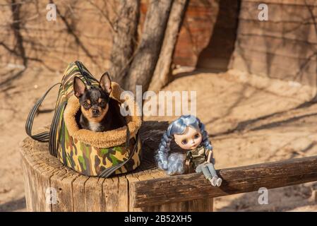 Cane Chihuahua. Bambola. Il cane è nella borsa per i cani. Chihuahua e una bambola con capelli blu sulla strada su un moncone. Chihuahua in una borsa per vivere qualcosa Foto Stock