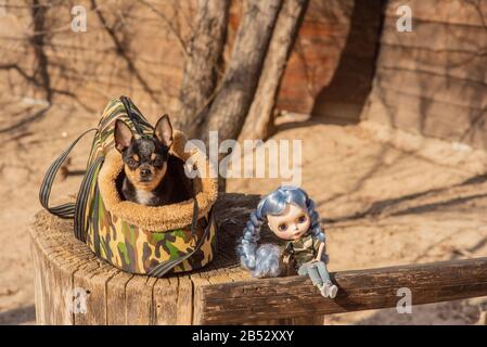 Cane Chihuahua. Bambola. Il cane è nella borsa per i cani. Chihuahua e una bambola con capelli blu sulla strada su un moncone. Chihuahua in una borsa per vivere qualcosa Foto Stock