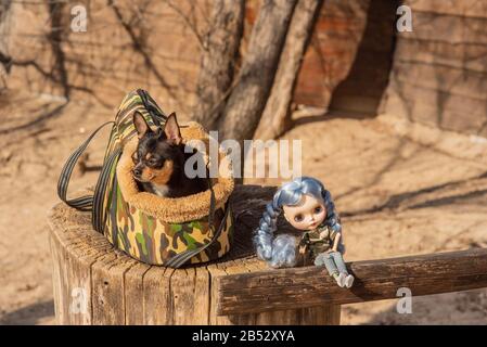 Cane Chihuahua. Bambola. Il cane è nella borsa per i cani. Chihuahua e una bambola con capelli blu sulla strada su un moncone. Chihuahua in una borsa per vivere qualcosa Foto Stock