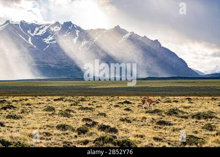 Un guanaco solitario al pascolo nel Parque Nacional Perito Moreno, Patagonia Argentina Foto Stock