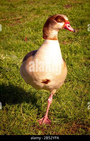 L'Oca egiziana si rilassa al sole di Londra Foto Stock