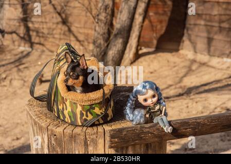 Cane Chihuahua. Bambola. Il cane è nella borsa per i cani. Chihuahua e una bambola con capelli blu sulla strada su un moncone. Chihuahua in una borsa per vivere qualcosa Foto Stock