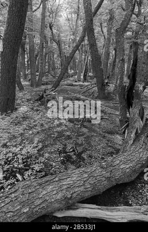 La foresta di faggio meridionale (Nothofagus) cresce su una morena al Parque Nacional Los Glaciares, Patagonia Argentina Foto Stock