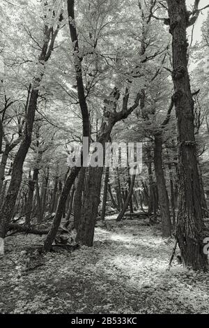 La foresta di faggio meridionale (Nothofagus) cresce su una morena al Parque Nacional Los Glaciares, Patagonia Argentina Foto Stock