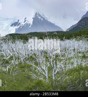 Una nuova foresta cresce lentamente sotto la vecchia foresta uccisa dalle inondazioni, Parque Nacional los Glaciares, Patagonia Argentina Foto Stock