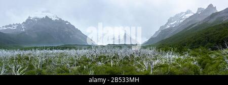 Una nuova foresta cresce lentamente sotto la vecchia foresta uccisa dalle inondazioni, Parque Nacional los Glaciares, Patagonia Argentina Foto Stock