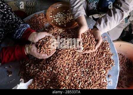 Le donne palestinesi che lavorano in una fabbrica di arachidi, "Pistacchio", domani saranno la Giornata internazionale della donna nella striscia di Gaza, il 7 marzo 2020. Foto Stock