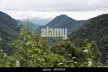 Ecuador Highlands foresta nuvola, Mindo Regione, Bellavista Riserva Foto Stock