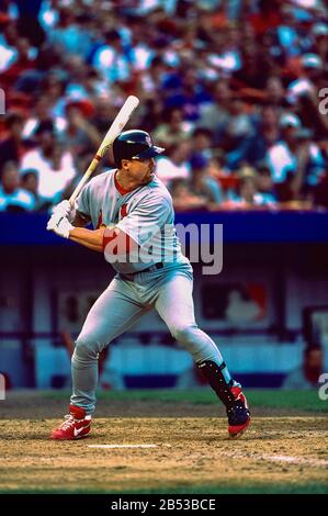Mark McGwire, St. Louis Cardinals 50th home run durante la stagione record di rottura nel 1998 in un gioco agaaaainst The New York Mets. Foto Stock