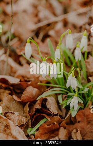 in primavera, in parco, crescono le nevicate Foto Stock