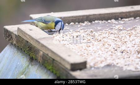 Birds At Risley Moss Nature Reserve, Warrington Foto Stock