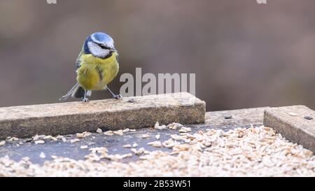 Birds At Risley Moss Nature Reserve, Warrington Foto Stock