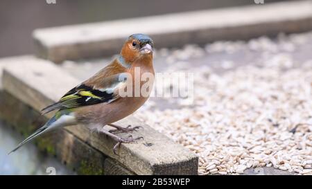 Birds At Risley Moss Nature Reserve, Warrington Foto Stock