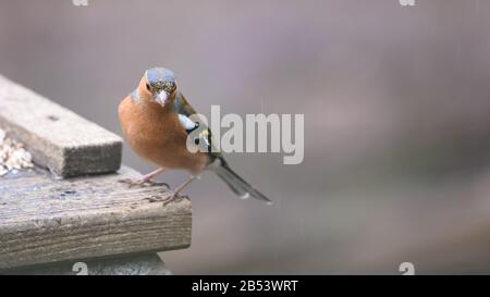 Birds At Risley Moss Nature Reserve, Warrington Foto Stock