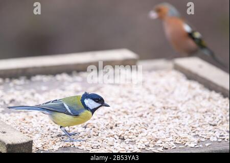 Birds At Risley Moss Nature Reserve, Warrington Foto Stock
