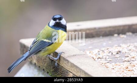 Birds At Risley Moss Nature Reserve, Warrington Foto Stock