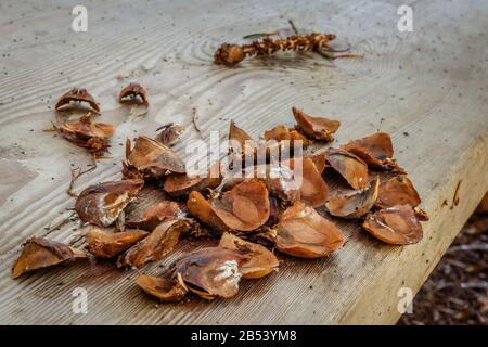 Lasciato sopra da un pasto dello scoiattolo rosso, i cappotti di seme scartati ed il gambo centrale di un cono di abete Douglas giacciono sul sedile di una panchina di legno ruvida. Foto Stock