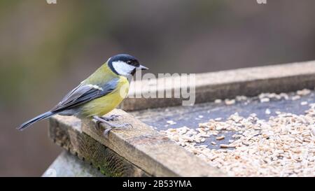 Birds At Risley Moss Nature Reserve, Warrington Foto Stock