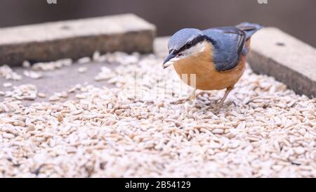 Birds At Risley Moss Nature Reserve, Warrington Foto Stock