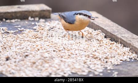 Birds At Risley Moss Nature Reserve, Warrington Foto Stock