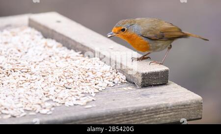 Birds At Risley Moss Nature Reserve, Warrington Foto Stock