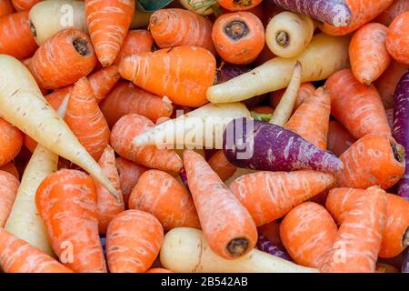 Mucchio di carote di Chantenay viola, arancio e bianco, Daucus carota, su una stalla di mercato. Immagine di sfondo Foto Stock