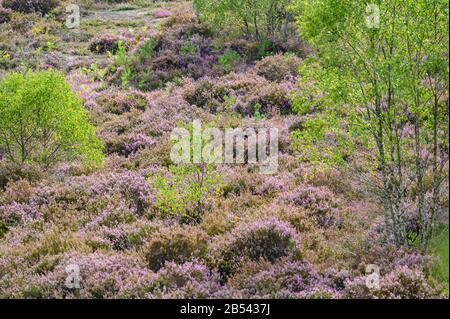 Thursley Riserva Naturale Nazionale, SSSI, Surrey Foto Stock