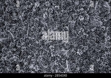 Thursley Riserva Naturale Nazionale, SSSI, Surrey Foto Stock