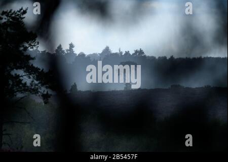 Thursley Riserva Naturale Nazionale, SSSI, Surrey Foto Stock