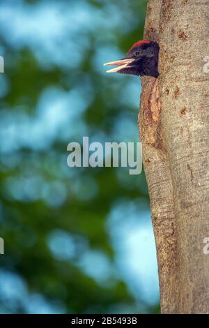 Schwarzspecht, Jungvogel (Dryocopus Martius) Picchio Nero, Giovane • Baden-Württemberg, Deutschland, Germania Foto Stock