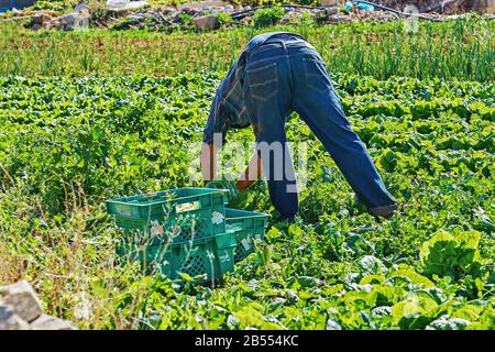 Coltivatore raccolto cavolo vegetale nel suo campo in scatole. Concetto di semina e raccolta Foto Stock
