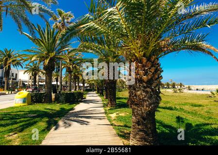 Strada turistica con palme lungo il lungomare nella città vecchia di Rethymno, Grecia Foto Stock