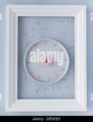 Disposizione piatta. Primavera. Disposizione creativa di piatto di lavanda con orologio di fiori di crisantemo creato da petali viola freschi su sfondo blu Foto Stock