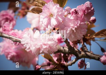 Lipsia, Germania, 18-04-2019 Prunus serrulata o la ciliegia giapponese nel centro di Lipsia sulla Johannisplatz Foto Stock