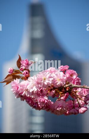 Lipsia, Germania, 18-04-2019 Prunus serrulata o la ciliegia giapponese nel centro di Lipsia sulla Johannisplatz Foto Stock