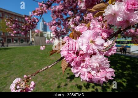 Lipsia, Germania, 18-04-2019 Prunus serrulata o la ciliegia giapponese nel centro di Lipsia sulla Johannisplatz Foto Stock