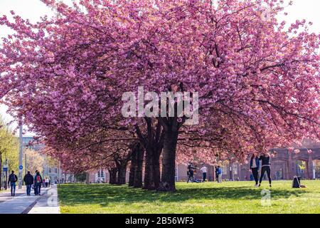 Lipsia, Germania, 18-04-2019 Prunus serrulata o amarena giapponese nel centro di Lipsia sulla "Johannisplatz" Foto Stock