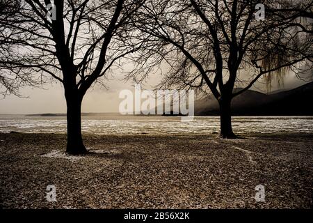 Willows alberi sull'Hudson Foto Stock