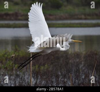 Un grande egret (Ardea alba) prende il volo. Oltre Struve Slough a Watsonville, California. Foto Stock