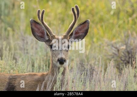 Young Mule Deer Buck Foto Stock