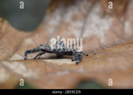 Un ragno di ponticello nero strisciare su una foglia secca. Surakarta, Indonesia Foto Stock