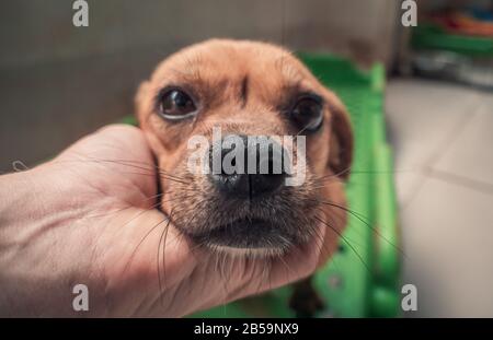 Primo piano di cane randagio a mano maschile in un riparo per animali domestici. Persone, Animali, Volontariato E Concetto Di Aiuto. Foto Stock