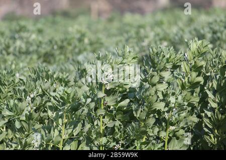 Crop di fagiolo largo in coltura di fiore Foto Stock