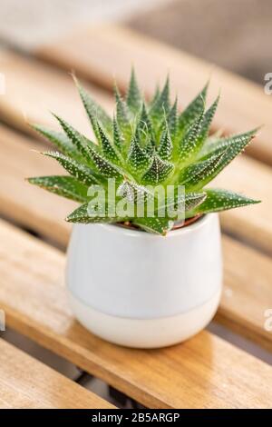 Pianta succulenta verde in vaso di ceramica su tavolo di legno Foto Stock