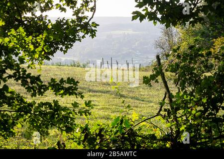 Campi e recinzione, guardando attraverso il gap in hedge, vicino Westerham, Kent, Inghilterra Foto Stock