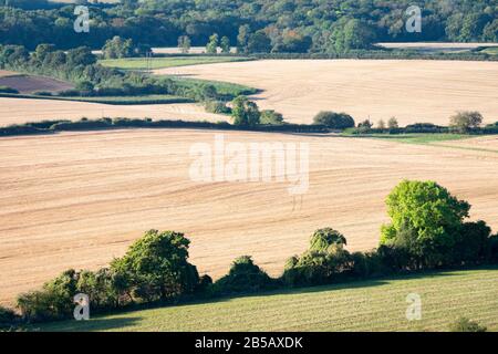 Campi di stoppia di mais, vicino Westerham, Kent, Inghilterra Foto Stock