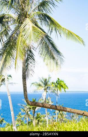 Splendida vista su una palma piegata nell'isola di Corregidor. Isola di Corregidor Siargao, conosciuta anche come Isola Casoliana. Isola Corregidor, Filippine. Foto Stock