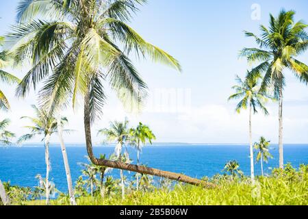 Splendida vista su una palma piegata nell'isola di Corregidor. Isola di Corregidor Siargao, conosciuta anche come Isola Casoliana. Isola Corregidor, Filippine. Foto Stock