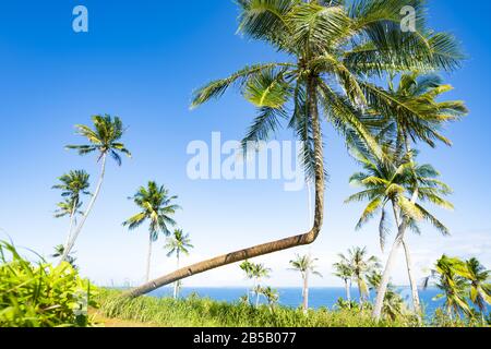 Splendida vista su una palma piegata nell'isola di Corregidor. Isola di Corregidor Siargao, conosciuta anche come Isola Casoliana. Isola Corregidor, Filippine. Foto Stock