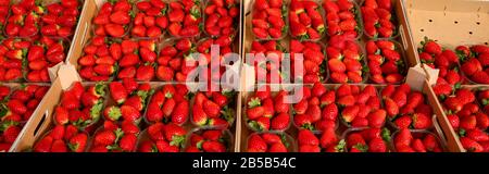 scatole piene di fragole rosse grandi in vendita nella stalla di greengrocer al mercato locale Foto Stock